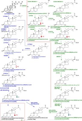 The Cerebrospinal Fluid Profile of Cholesterol Metabolites in Parkinson’s Disease and Their Association With Disease State and Clinical Features